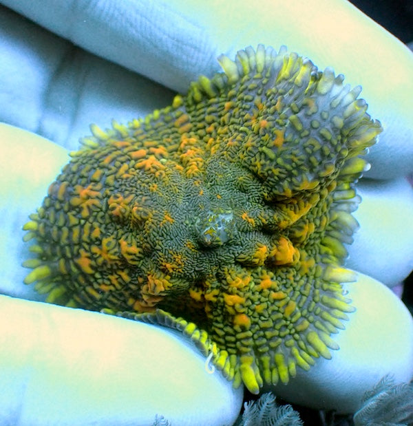 Spatter Rhodactis Mushroom Polyp