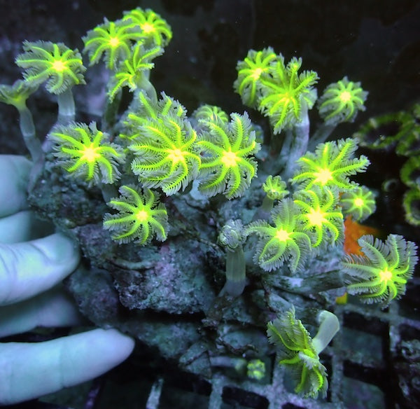 WYSIWYG 132 Fluoro Green Vein Clove Polyp Colony