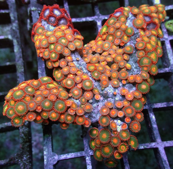 WYSIWYG 133 Zoa Colony
