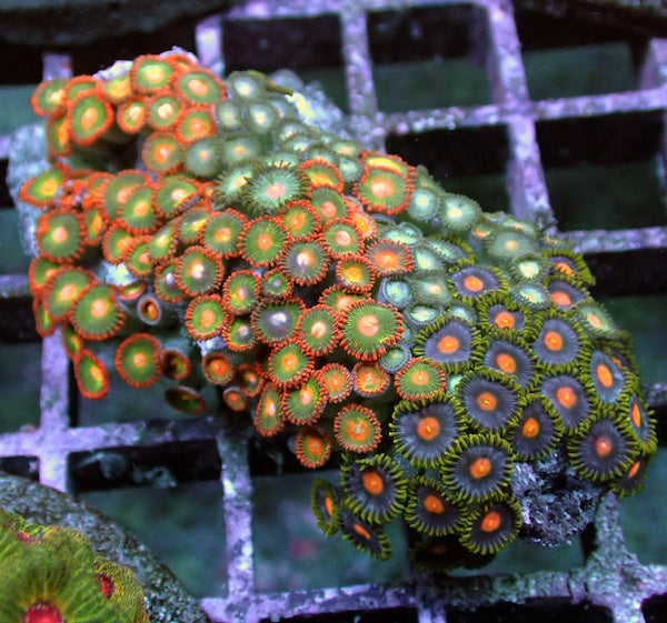 WYSIWYG 168 Zoa Garden