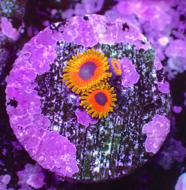 WYSIWYG 164 Great Owl Zoa