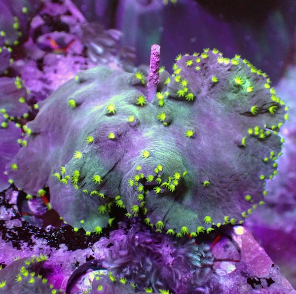 WYSIWYG 22 RARE Flying Saucer Cabbage Coral.