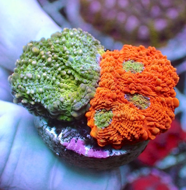 Tango/Green Crush Acan echinata Garden