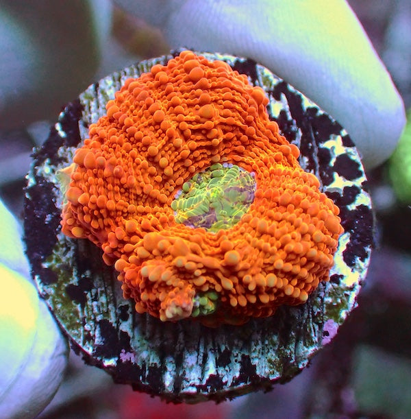Tango Acan echinata