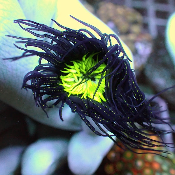 Fluoro Green Centre Purple Tube Anemone