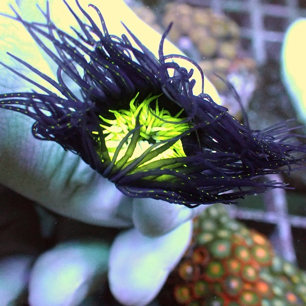 Fluoro Green Centre Purple Tube Anemone