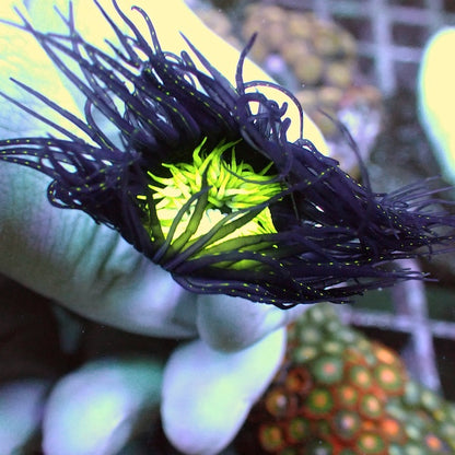 Fluoro Green Centre Purple Tube Anemone