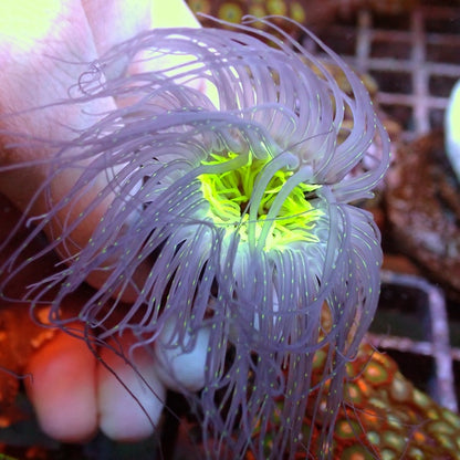 Lilac with Fluoro Green Centre Tube Anemone