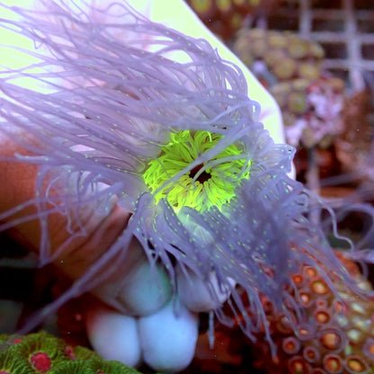Lilac with Fluoro Green Centre Tube Anemone