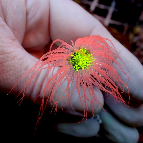 Red with Green Centre Tube Anemone