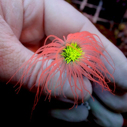Red with Green Centre Tube Anemone