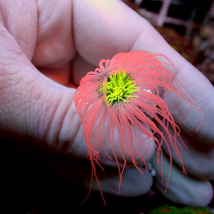 Red with Green Centre Tube Anemone