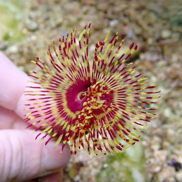 Pink/Yellow Fire Feather Duster Worm