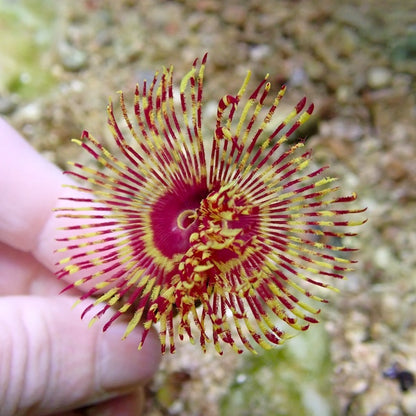 Pink/Yellow Fire Feather Duster Worm