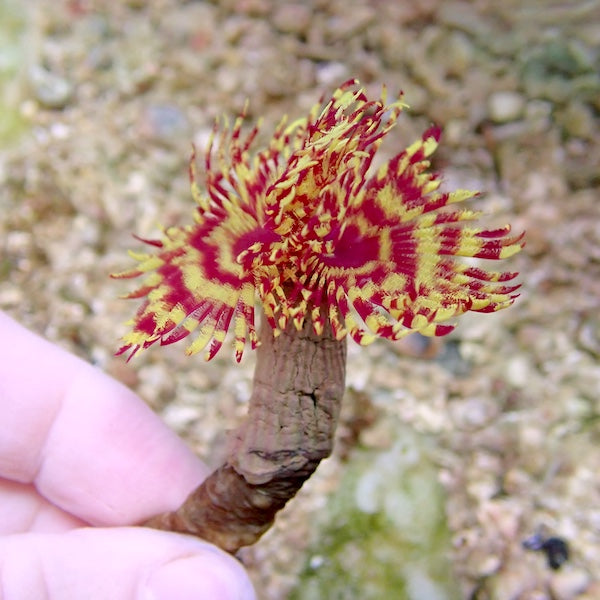 Pink/Yellow Fire Feather Duster Worm