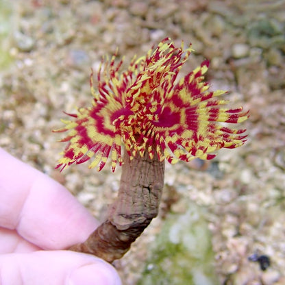 Pink/Yellow Fire Feather Duster Worm
