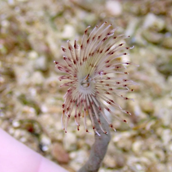 Pink Striped Feather Duster Worm