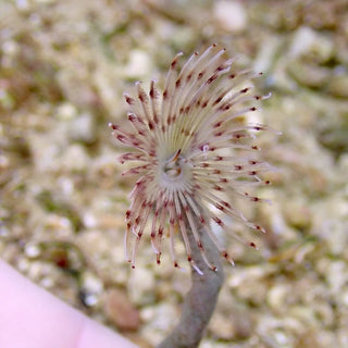 Pink Striped Feather Duster Worm
