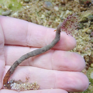Pink Striped Feather Duster Worm
