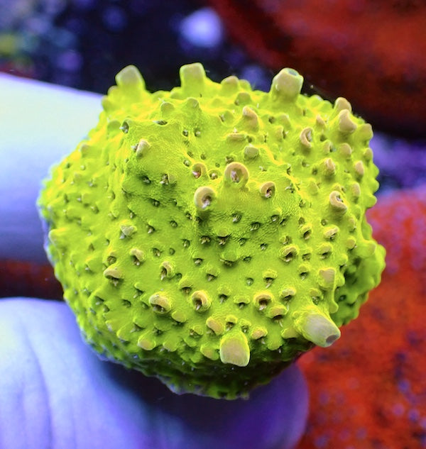 WYSIWYG 82 Goldie Acropora