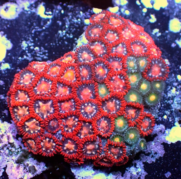 WYSIWYG 135 Mini Zoa Garden