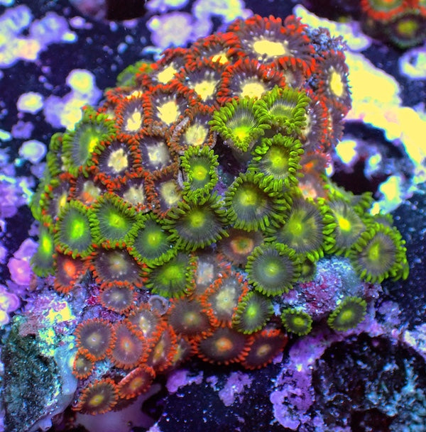 WYSIWYG 184 Mini Zoa Garden