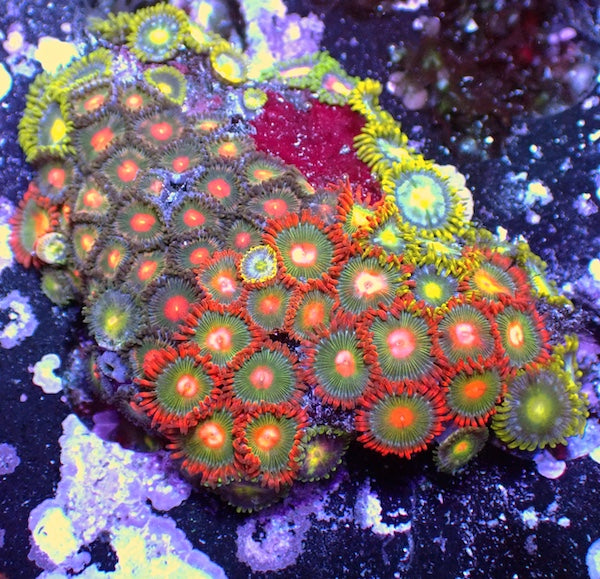 WYSIWYG 139 Mini Zoa Garden