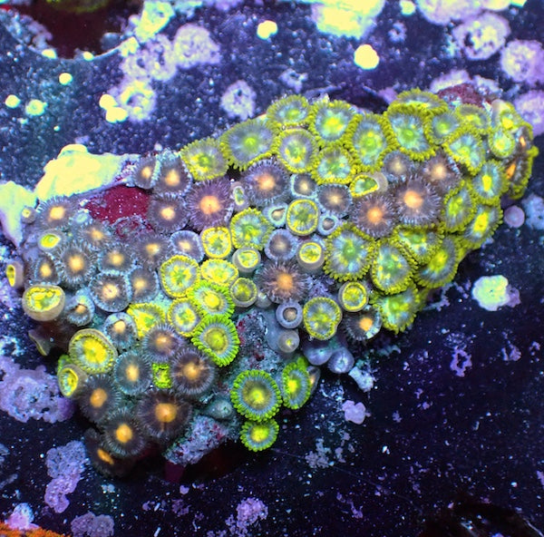WYSIWYG 159 Mini Zoa Garden