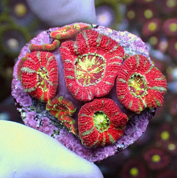 WYSIWYG 234 Pinwheel Micromussa