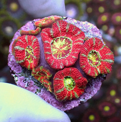 WYSIWYG 234 Pinwheel Micromussa