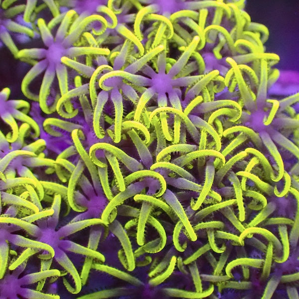 Yellow/Green and Pink Star Polyp Frag
