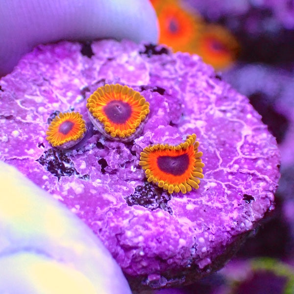 WYSIWYG 164 Great Owl Zoa