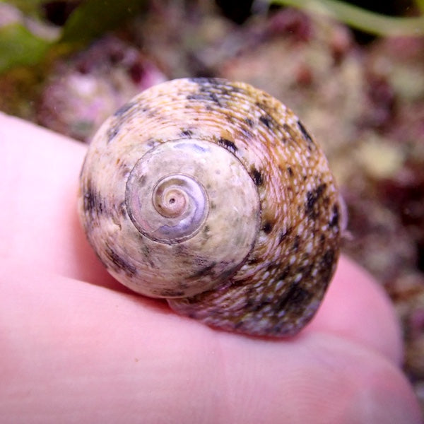 Cats Eye Turbo Snail