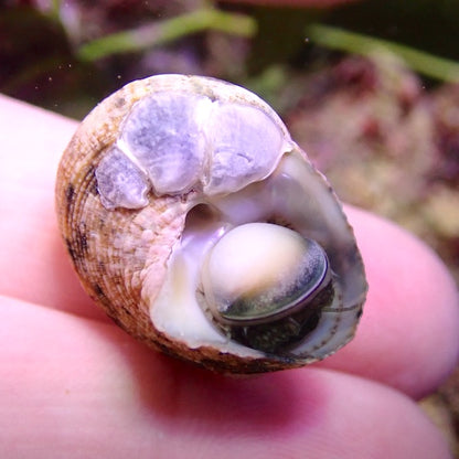 Cats Eye Turbo Snail
