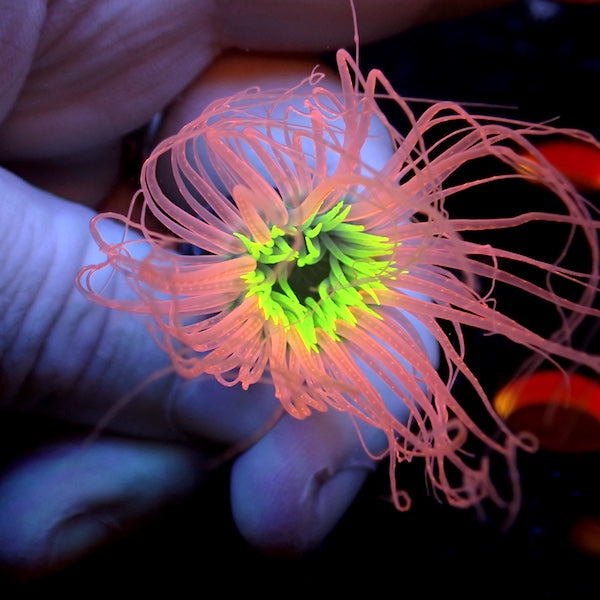 Red with Green Centre Tube Anemone
