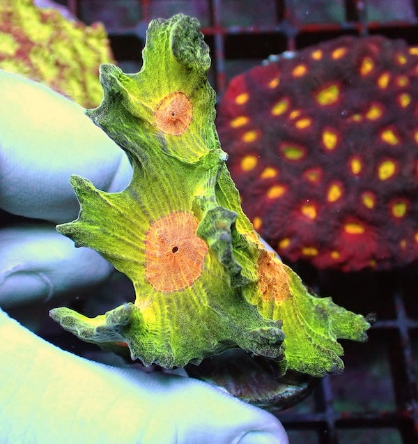WYSIWYG 105 Orange Eye Pectinia