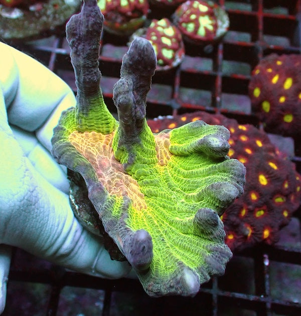 WYSIWYG 340 Rainbow Pectinia