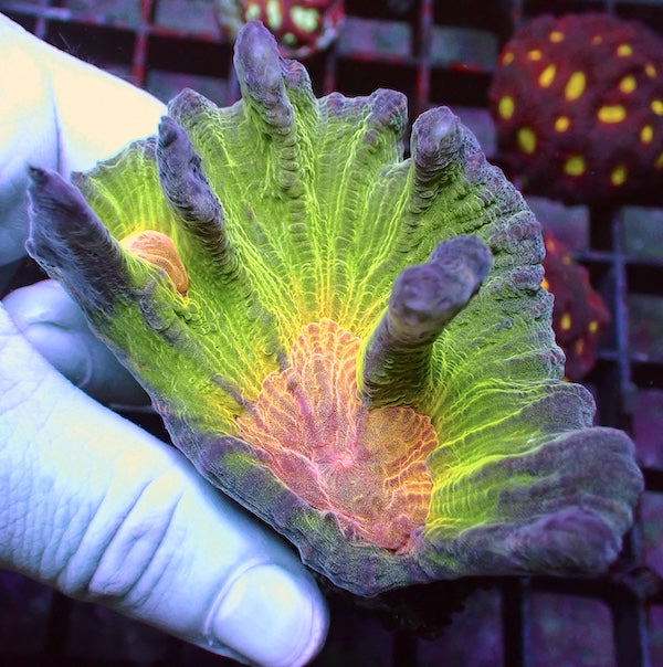 WYSIWYG 338 Rainbow Pectinia