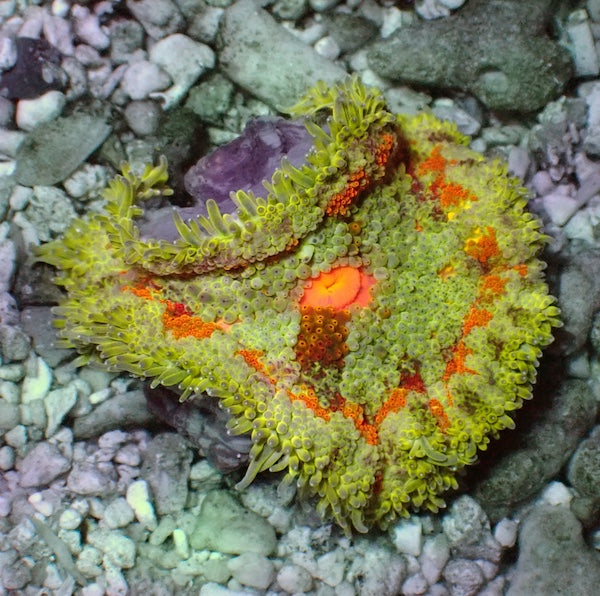 WYSIWYG 4 Mini Maxi Anemone