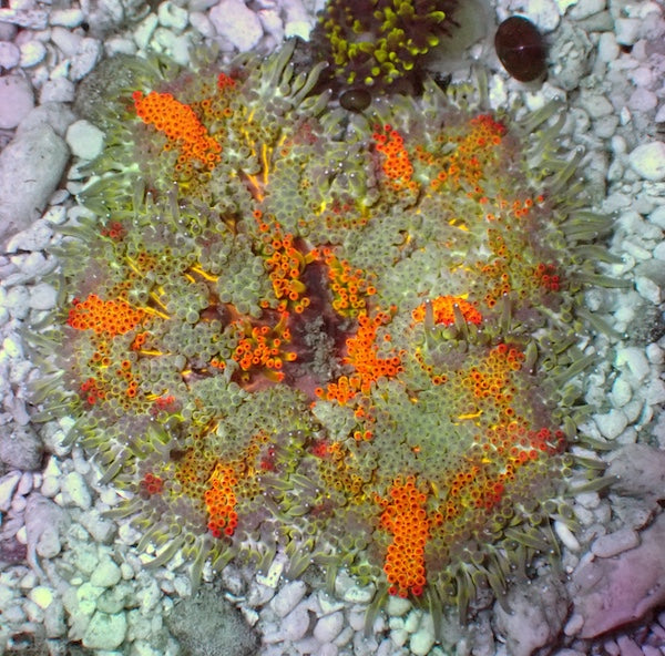 WYSIWYG 2 Mini Maxi Anemone