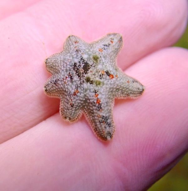 Asterina Starfish (x15)