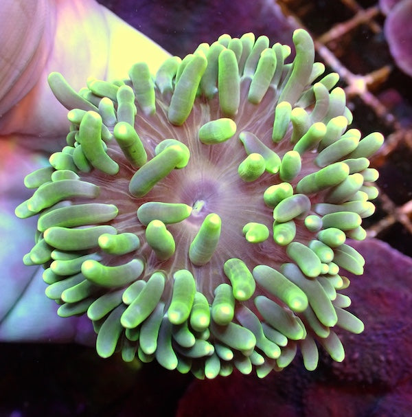 Long Tentacle Anemone WYSIWYG 6