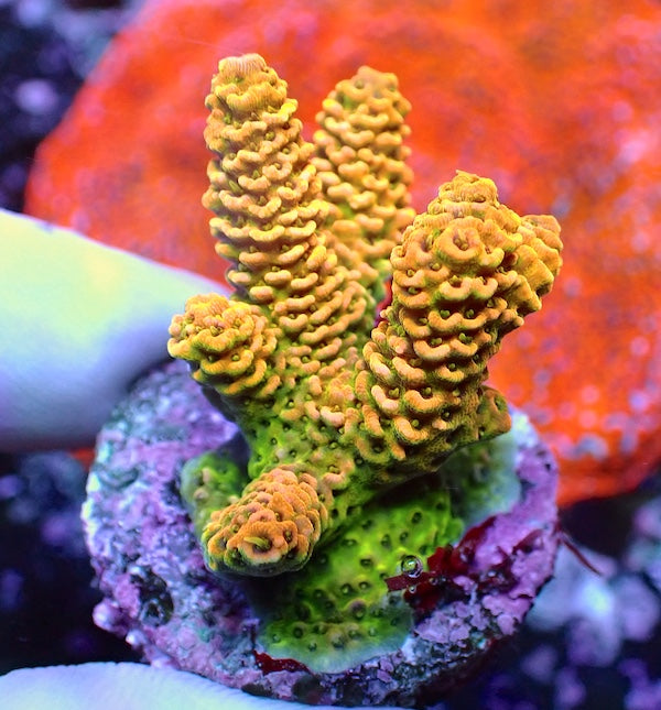 WYSIWYG 287 Sunset Acropora