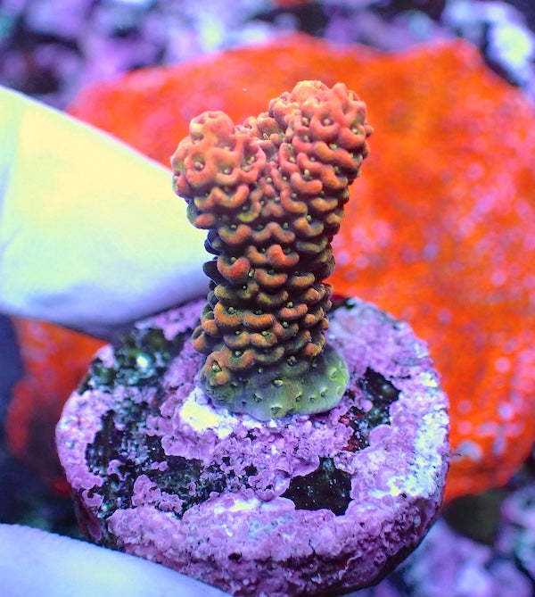 WYSIWYG 239 Rose Acropora milli