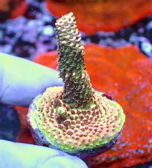 WYSIWYG 102 Pink/Green Acropora milli