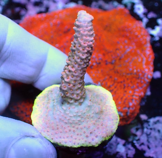 WYSIWYG 104 Rose Pink Acropora milli