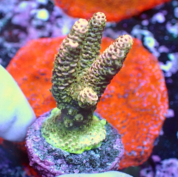 WYSIWYG 264 Pink/Green Acropora milli