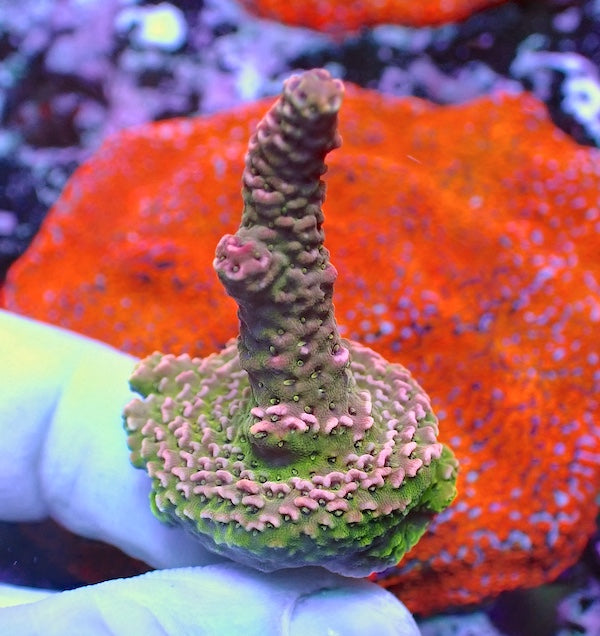 WYSIWYG 83 Rose Pink Acropora milli