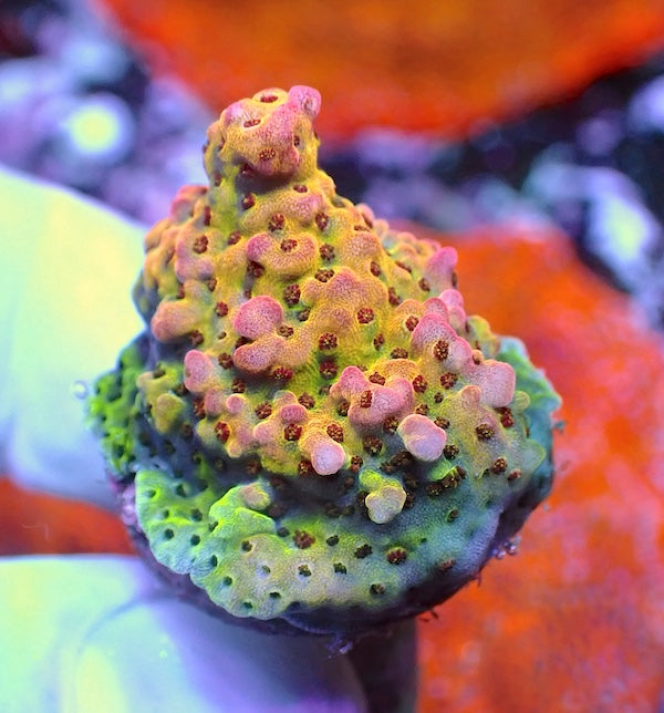WYSIWYG 99 LC Rainbow Acropora