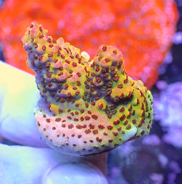 WYSIWYG 258 LC Rainbow Acropora